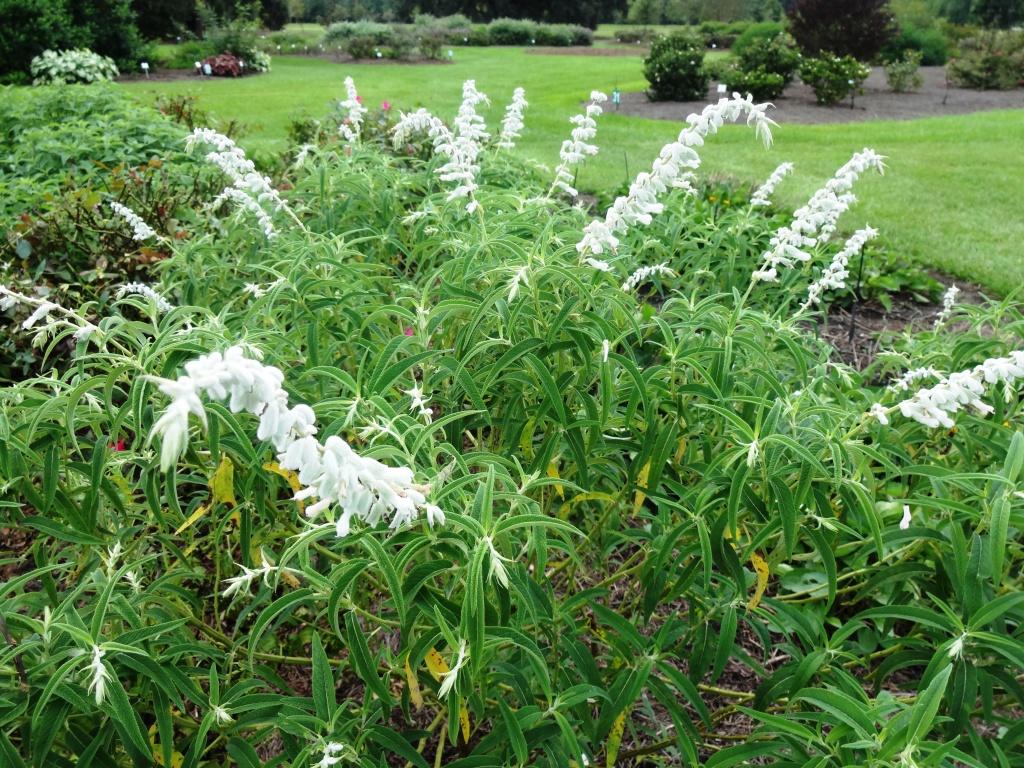 Select plants for late-season color